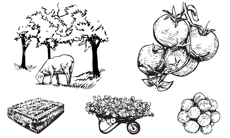 Portfolio image - 5 illustrations for Groundswell, grazing sheep, tomatoes, raised bed, wheel barrow full of flowers, bundle of melons.