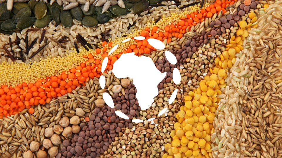 Portfolio Image: Variety of farming seeds organized in colorful rows. TASAI logo glyph, in white, shape of Africa with a circle around it made of elliptical seed shapes.